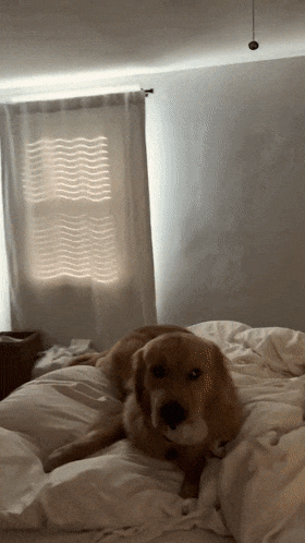 大金毛第一次看到吊扇后不停抬头看满脸担忧：会不会掉下来？