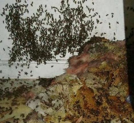 男子在家中看电视突然听见一声异响当他去检查时简直被吓坏