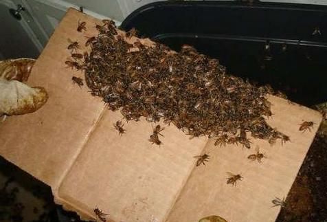 男子在家中看电视突然听见一声异响当他去检查时简直被吓坏(图2)