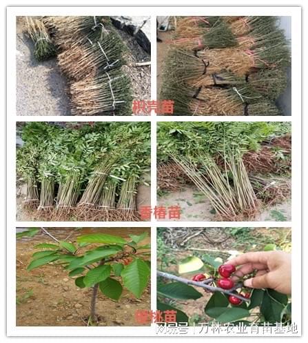 想要天花板版蓝莓选西班牙型苗