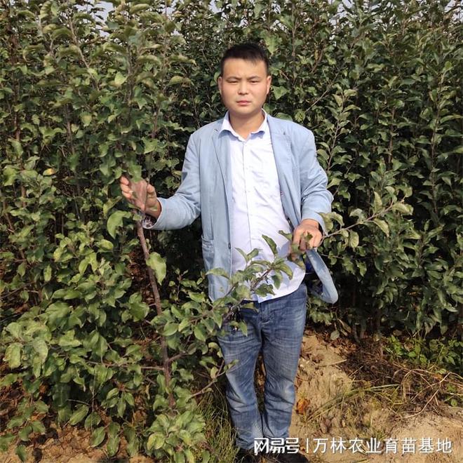 想要天花板版蓝莓选西班牙型苗(图2)