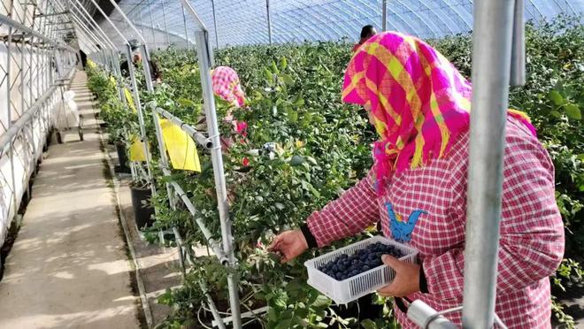 新春走基层 致富“蓝”不住绘就“莓”好新气象！