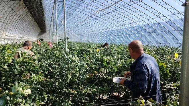 新春走基层 致富“蓝”不住绘就“莓”好新气象！(图2)