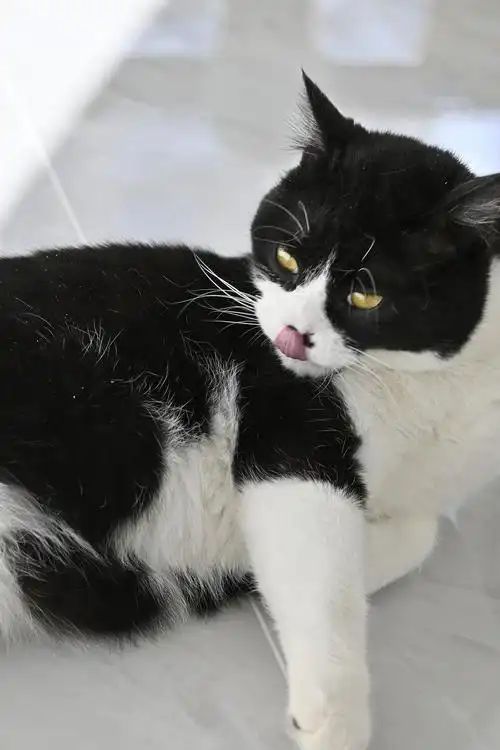 主人生病住院猫咪成“陪床家属”因乖巧可爱引发换房热！(图1)