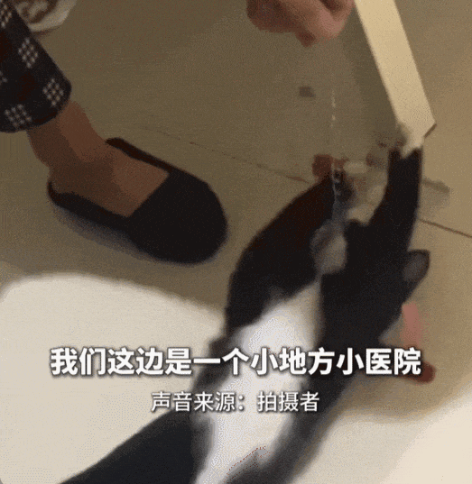 主人生病住院猫咪成“陪床家属”因乖巧可爱引发换房热！(图5)