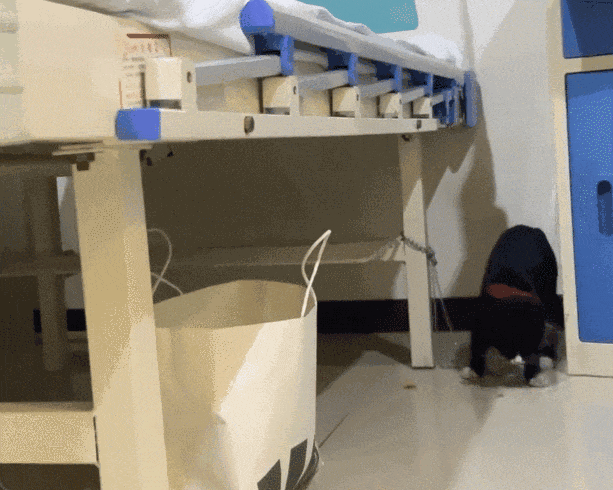 主人生病住院猫咪成“陪床家属”因乖巧可爱引发换房热！(图2)