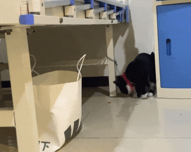 主人生病住院猫咪成“陪床家属”因乖巧可爱引发换房热！(图4)