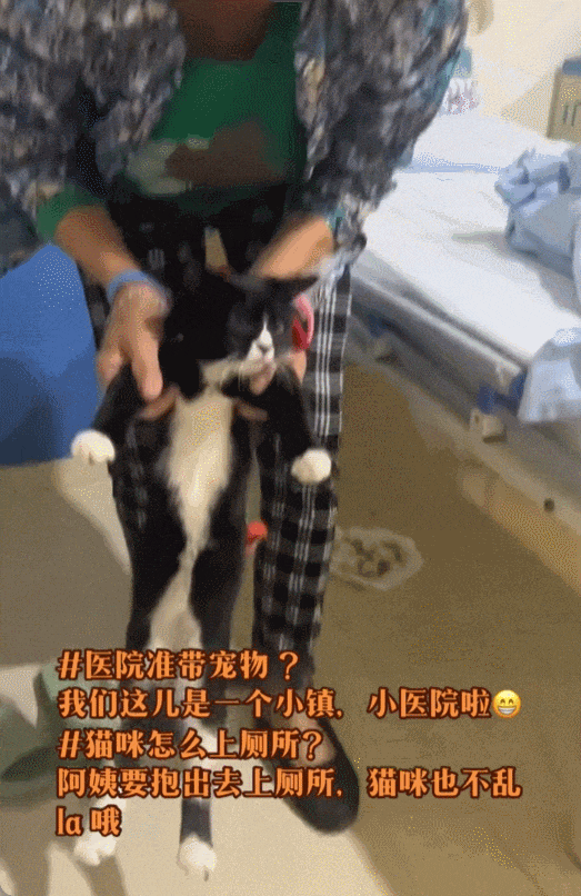 主人生病住院猫咪成“陪床家属”因乖巧可爱引发换房热！(图6)