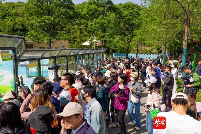 “驾临”无锡一周后大熊猫“渝宝”“加悦悦”与市民见面(图5)