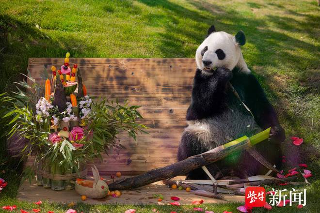 “驾临”无锡一周后大熊猫“渝宝”“加悦悦”与市民见面(图9)