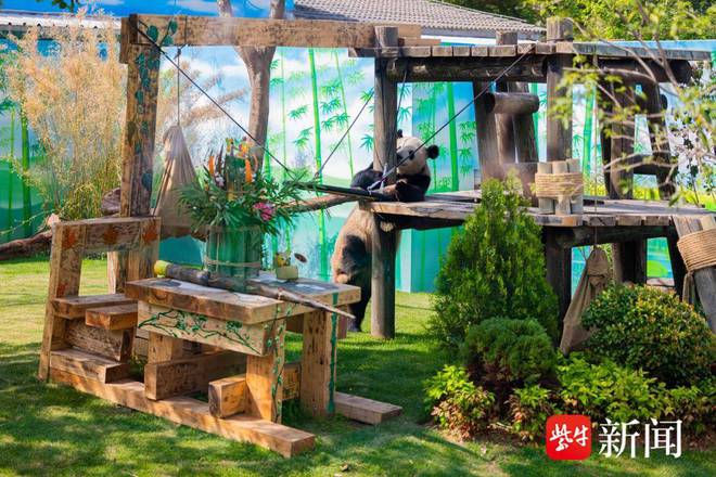 “驾临”无锡一周后大熊猫“渝宝”“加悦悦”与市民见面(图8)