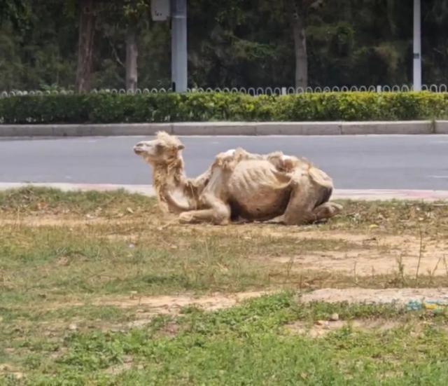 “瘦骨”骆驼1死1萎靡其主人：愿低价转让(图3)