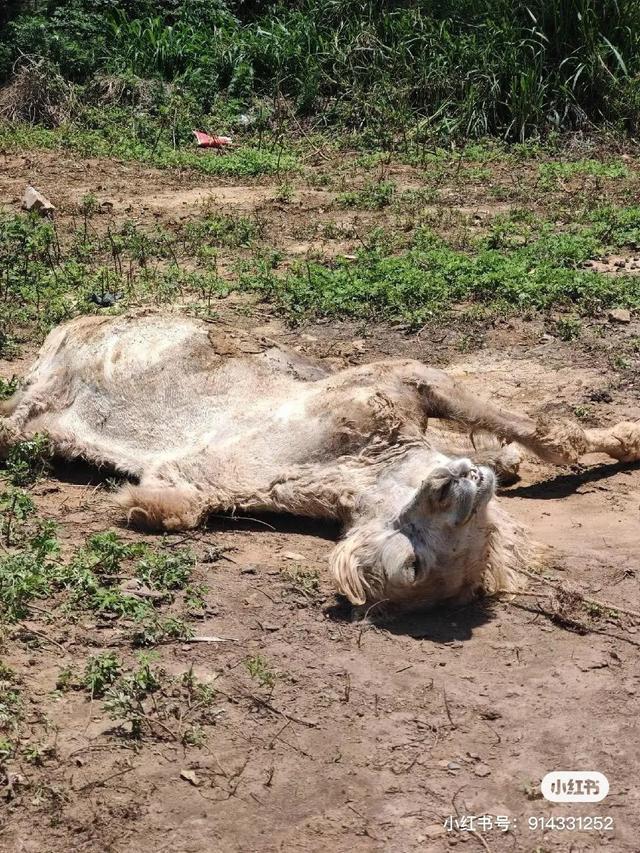 “瘦骨”骆驼1死1萎靡其主人：愿低价转让(图4)