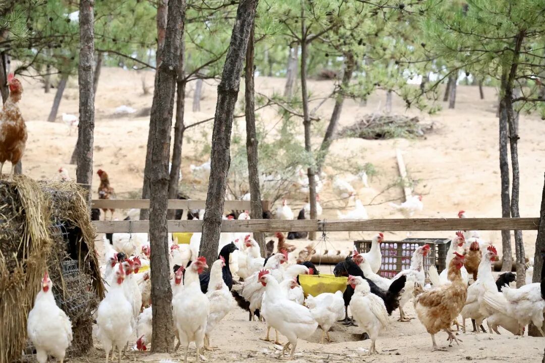 陕西榆阳区：林下经济“点绿成金”实现生态效益双丰收
