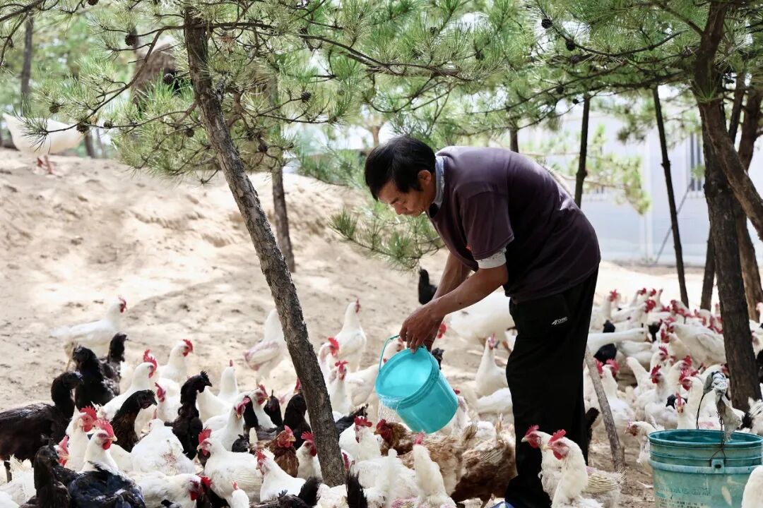 陕西榆阳区：林下经济“点绿成金”实现生态效益双丰收(图2)