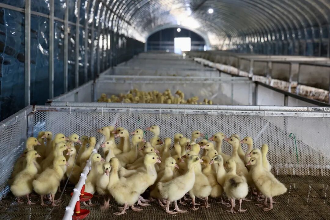 陕西榆阳区：林下经济“点绿成金”实现生态效益双丰收(图5)