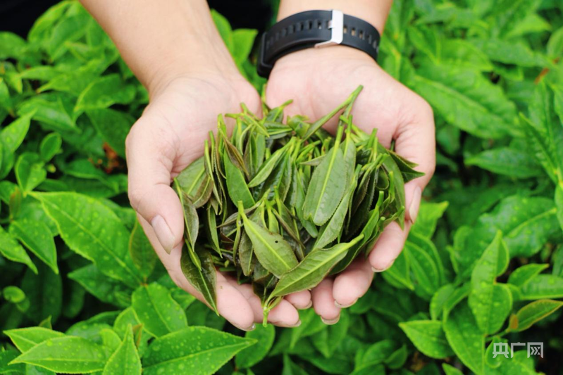 湖南汝城：让生态“好颜值”变成民生“好价值”(图3)