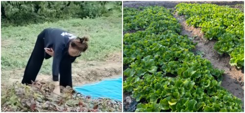 都市之外的绿色心灵栖息地：上海崇明悦禾里休闲生态农场体验记(图2)