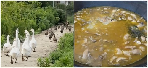 都市之外的绿色心灵栖息地：上海崇明悦禾里休闲生态农场体验记(图4)