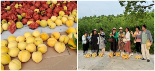 都市之外的绿色心灵栖息地：上海崇明悦禾里休闲生态农场体验记(图5)