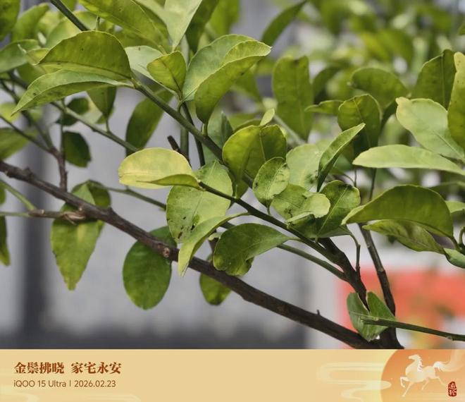 iQOO15Ultra手机评测：更懂游戏的头号玩家(图17)